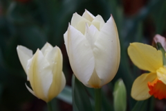 散歩道の花達１
