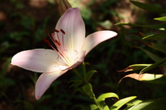 木漏れ日のユリ１