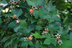 カジイチゴ実る１