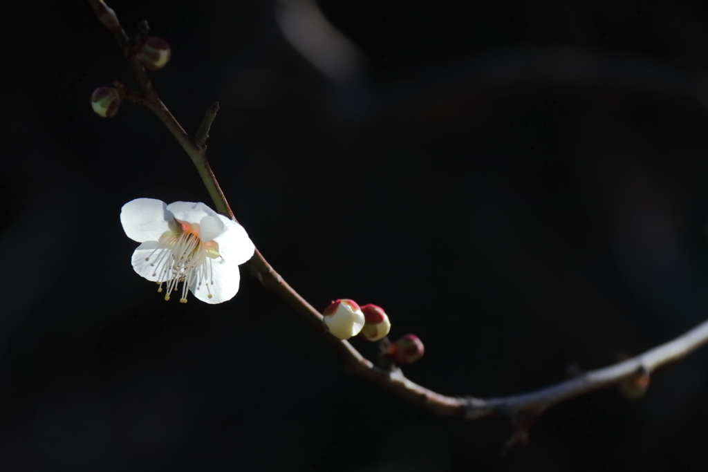 花散歩一輪白梅２