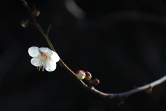 花散歩一輪白梅2