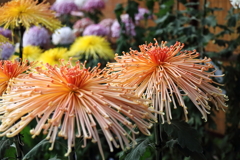 菊花展にて５