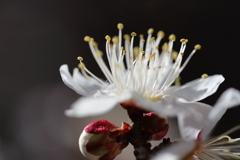 マクロで白梅２