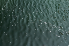 花筏には成れなくて