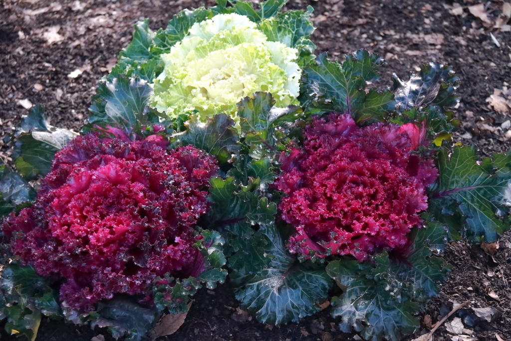 花散歩ハボタン