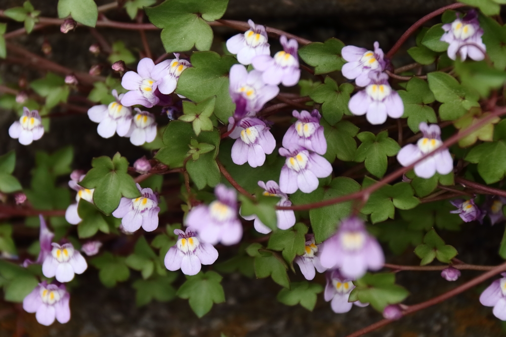 散歩道の野草達15