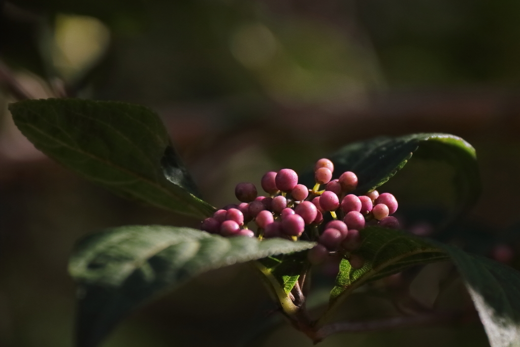 木漏れ日のムラサキシキブ２