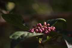 木漏れ日のムラサキシキブ２
