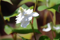 花散歩八重咲きドクダミ１