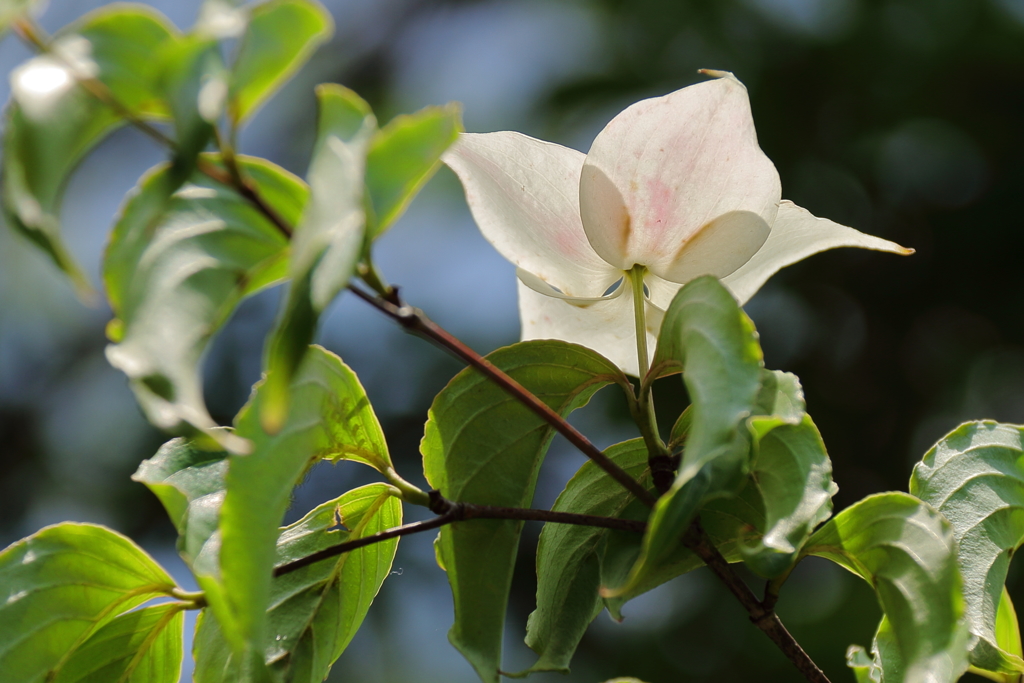 覗き見る異星人