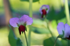 花散歩エンドウ１