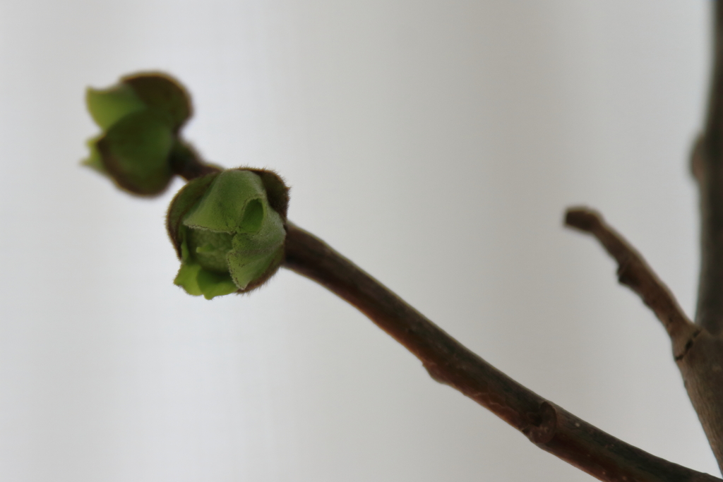 ポポーの花が咲いた１