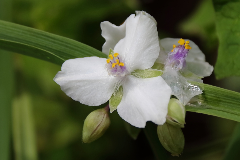 梅雨に似合う２