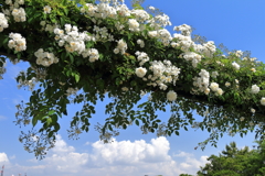 青空とバラ２