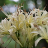 白花彼岸花５