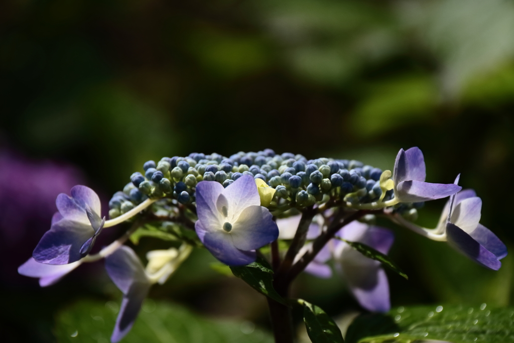 花散歩光と陰３