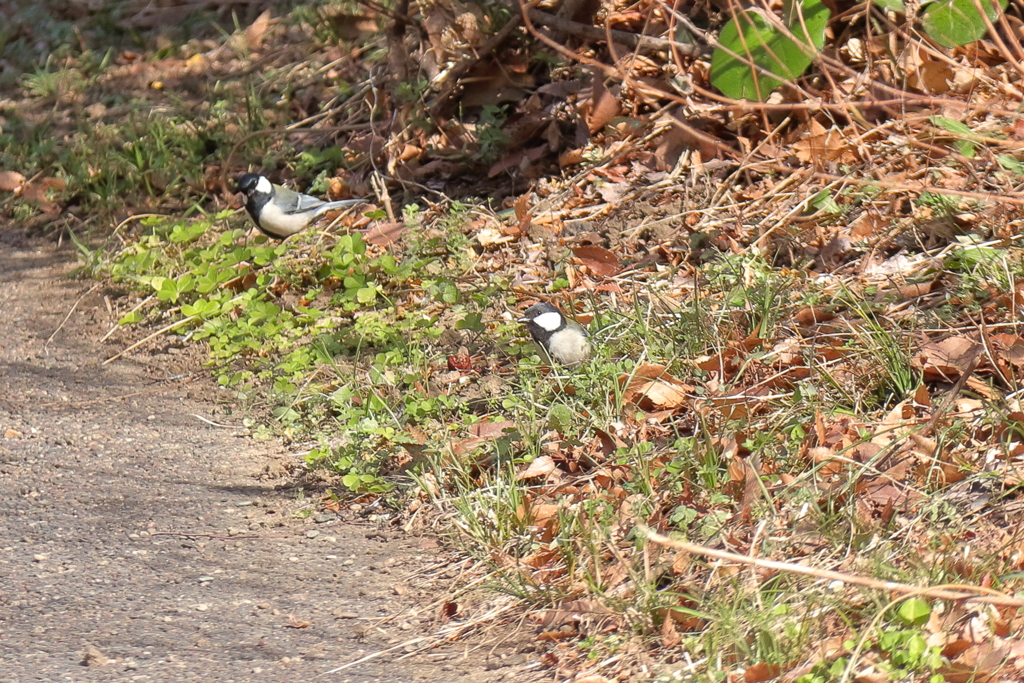 地上のシジュウカラ１