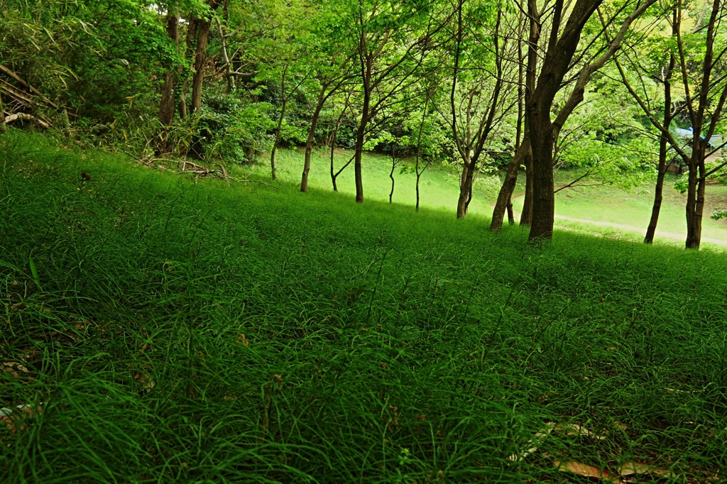新緑のじゅうたんを敷き詰めて
