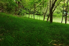 新緑のじゅうたんを敷き詰めて