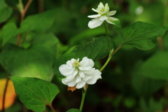 花散歩　八重咲きドクダミ１
