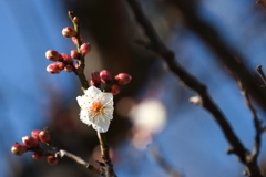 花散歩白梅開花２