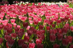春、チューリップ10