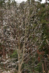 里山に咲くコブシ