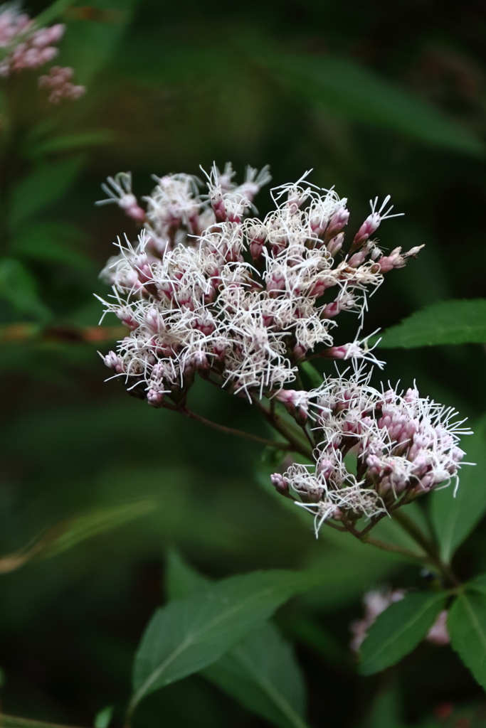 物憂げなフジバカマ2