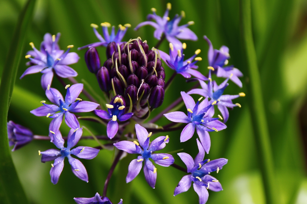 花散歩シラーベルビアーナ