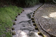 花筏となって３