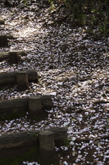 桜階段