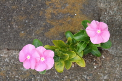 花散歩日日草