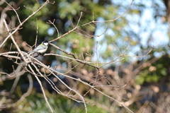 シジュウカラ止まる１