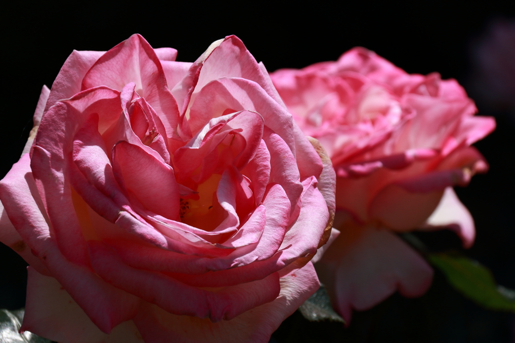 横浜バラ散策８