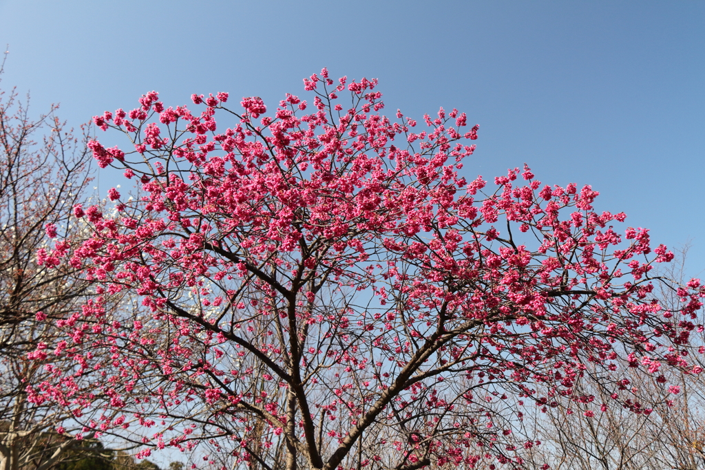 寒緋桜ピーク過ぎ