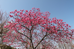 寒緋桜ピーク過ぎ