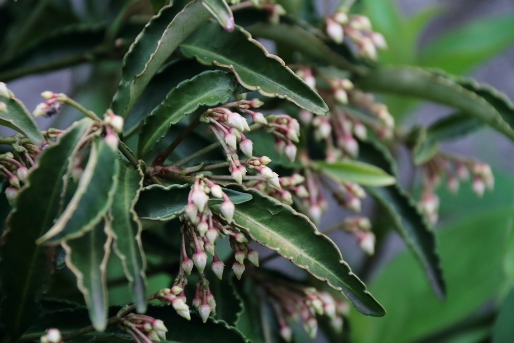 花散歩マンリョウ