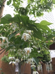 街路樹エゴノキ１