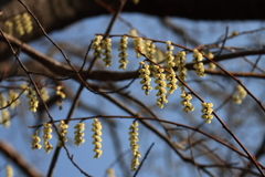 花散歩キブシ１