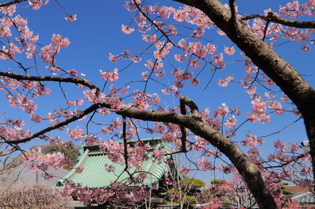 河津桜３