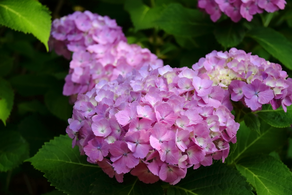 花散歩あじさいピンク４