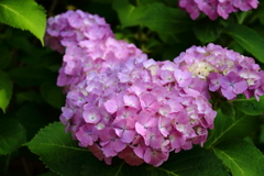 花散歩あじさいピンク４