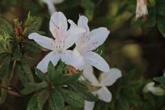 つつじの勘違い