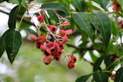 花散歩ゴンズイの実２