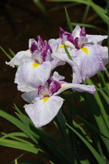 花菖蒲　紅更紗２