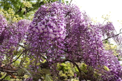 藤の季節７