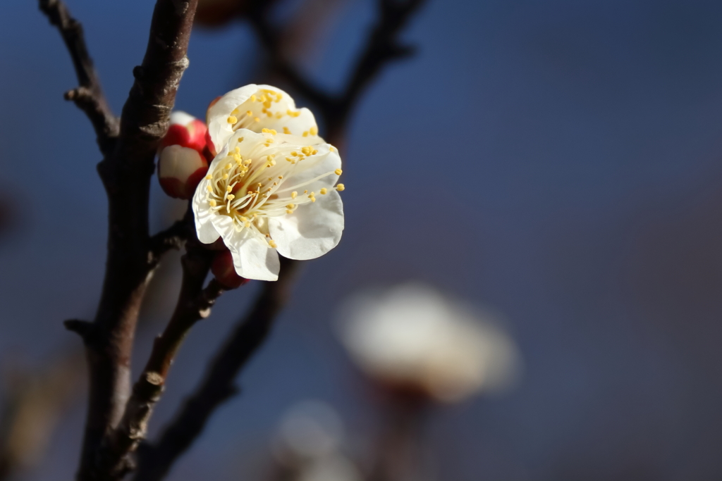 白梅ほころぶ頃２