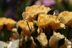 ヨコハマローズウィーク　グラハム・トーマス