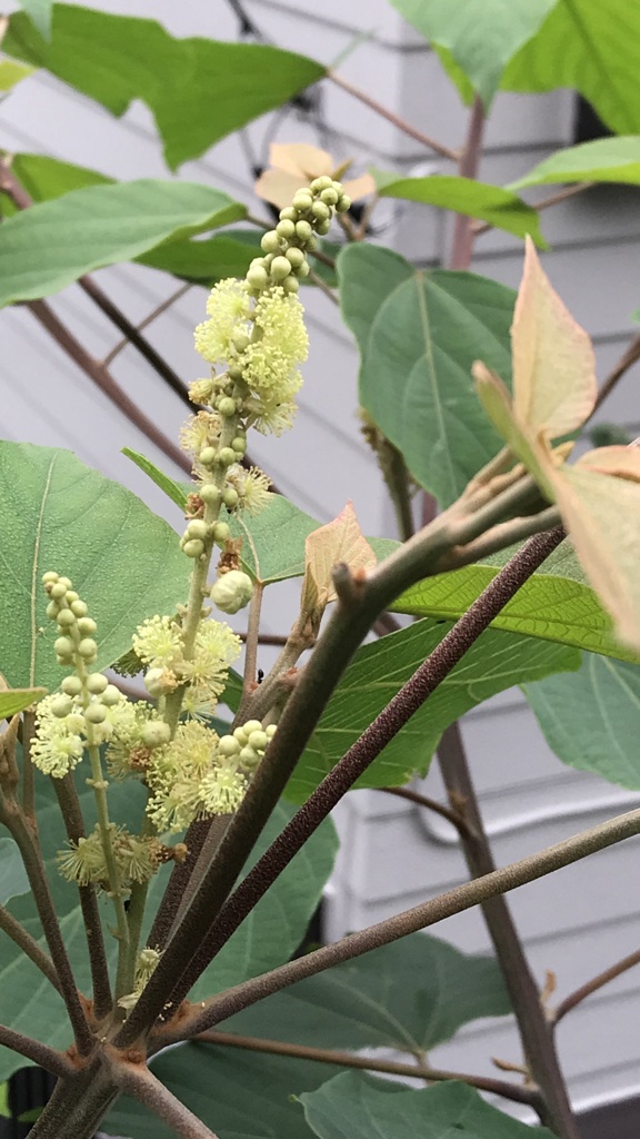 花散歩アカメガシワ２