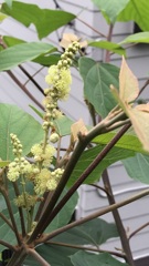 花散歩アカメガシワ２